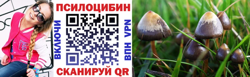 закладка Пудож Псилоцибиновые грибы Magic Shrooms